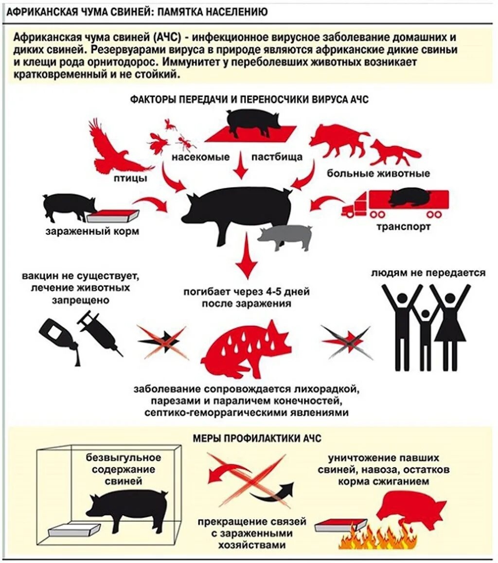 Африканская чума свиней: памятка населению