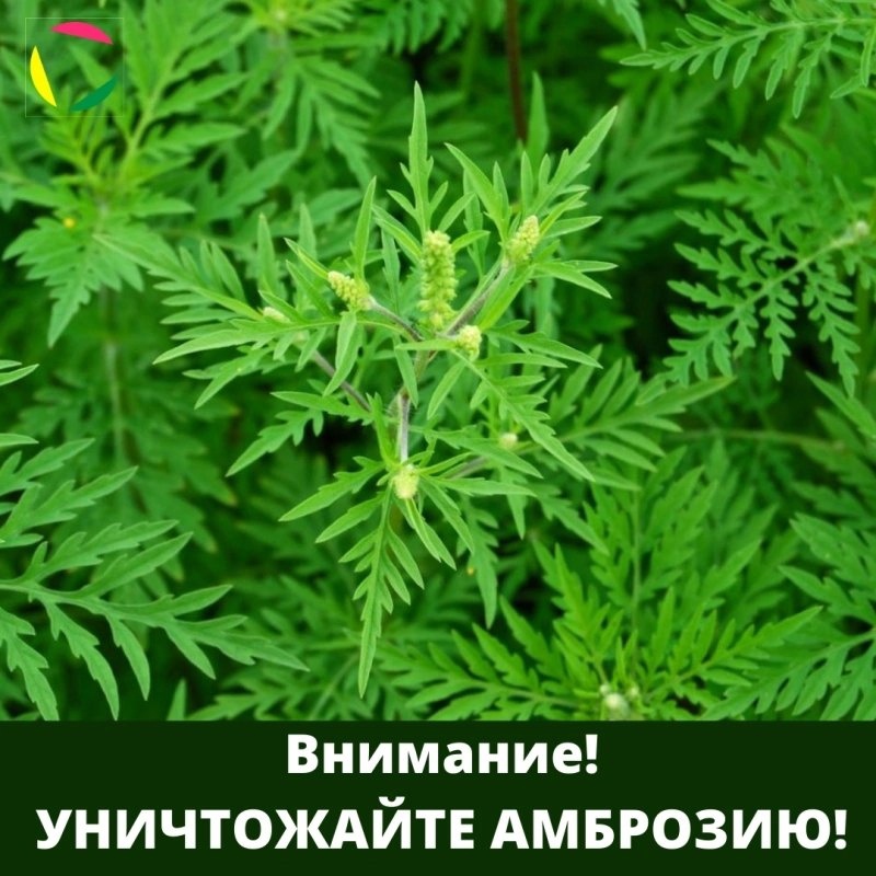 Внимание! Уничтожайте амброзию!