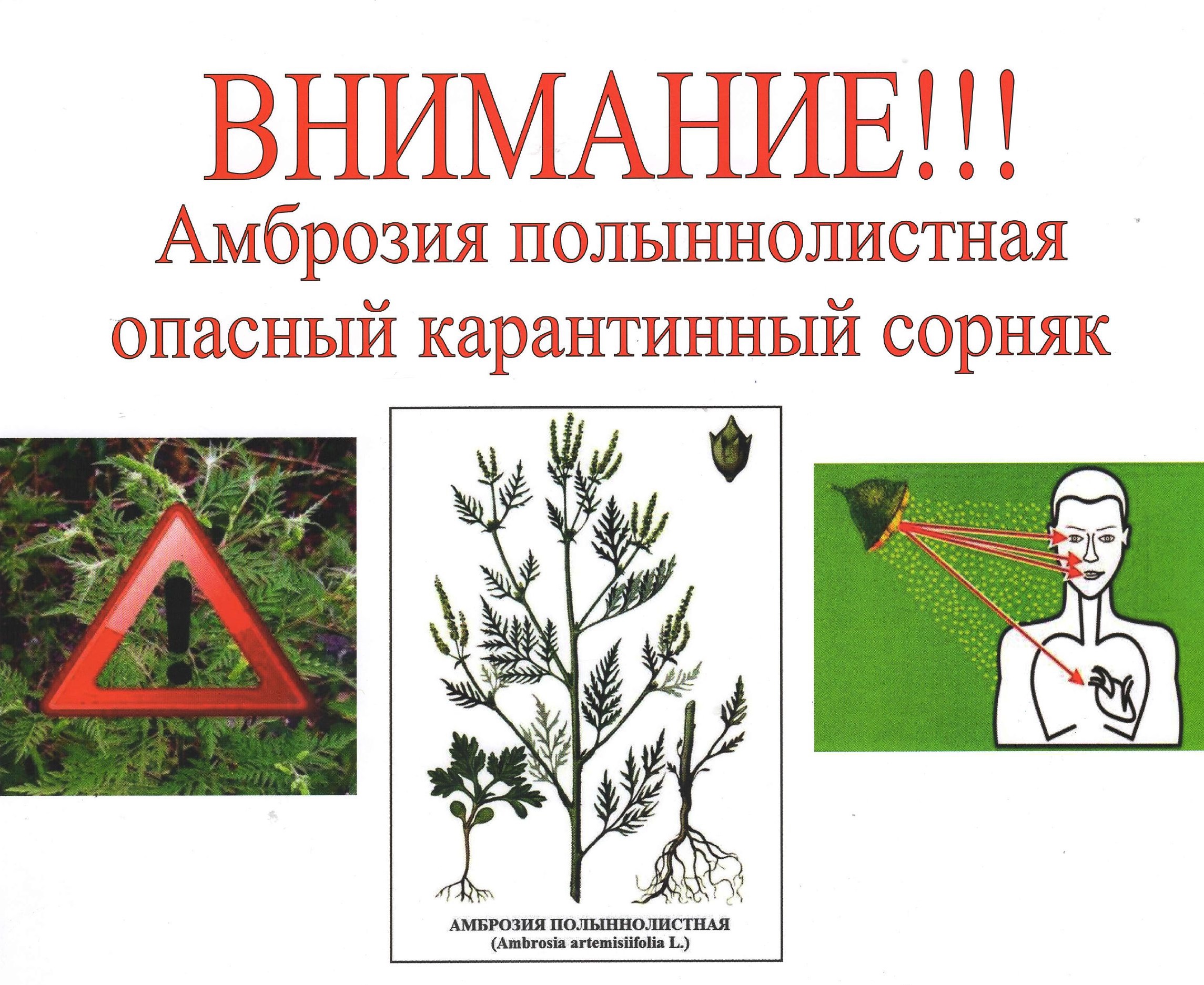 Уничтожайте амброзию - опасный карантинный сорняк
