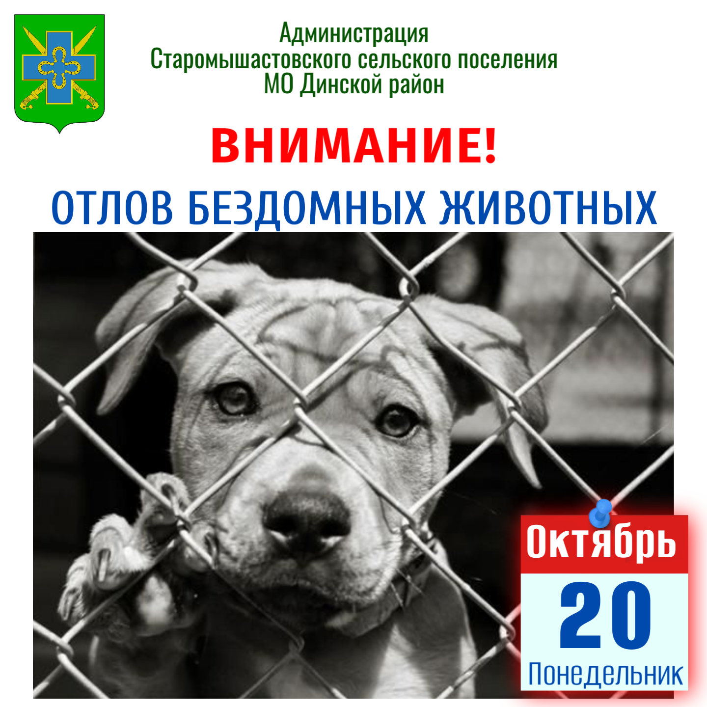 Отлов бездомных животных