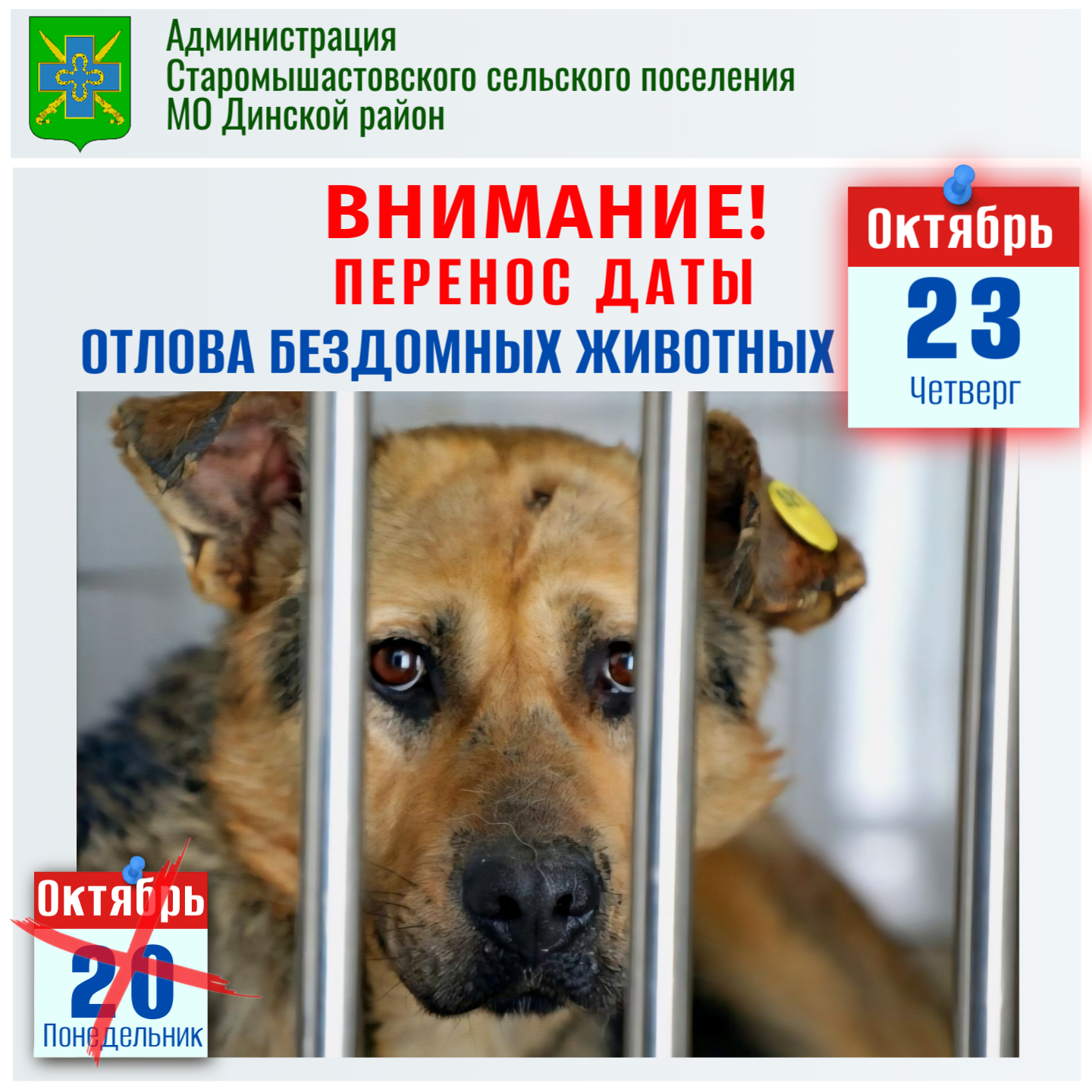О переносе даты отлова бездомных собак