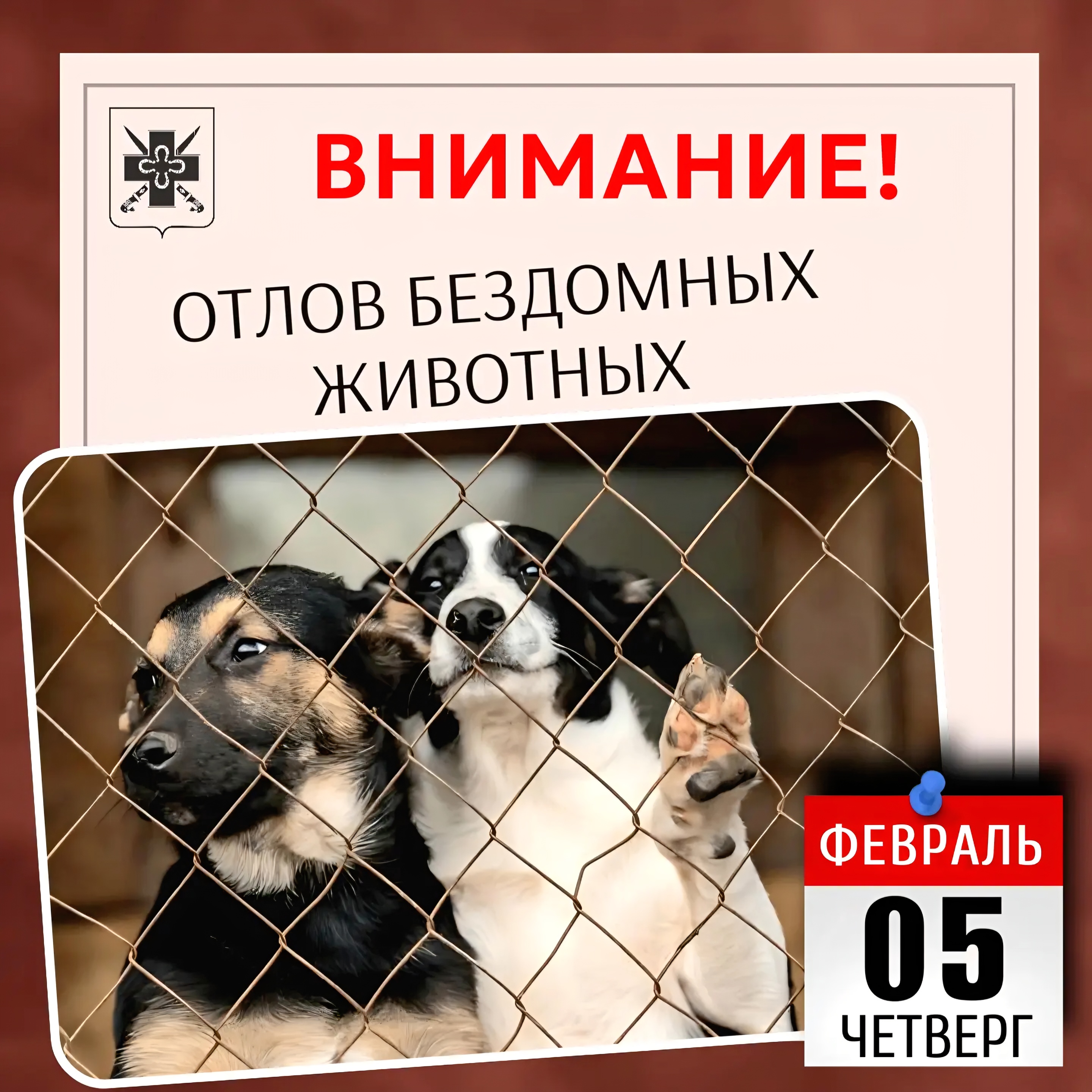 Отлов бездомных животных
