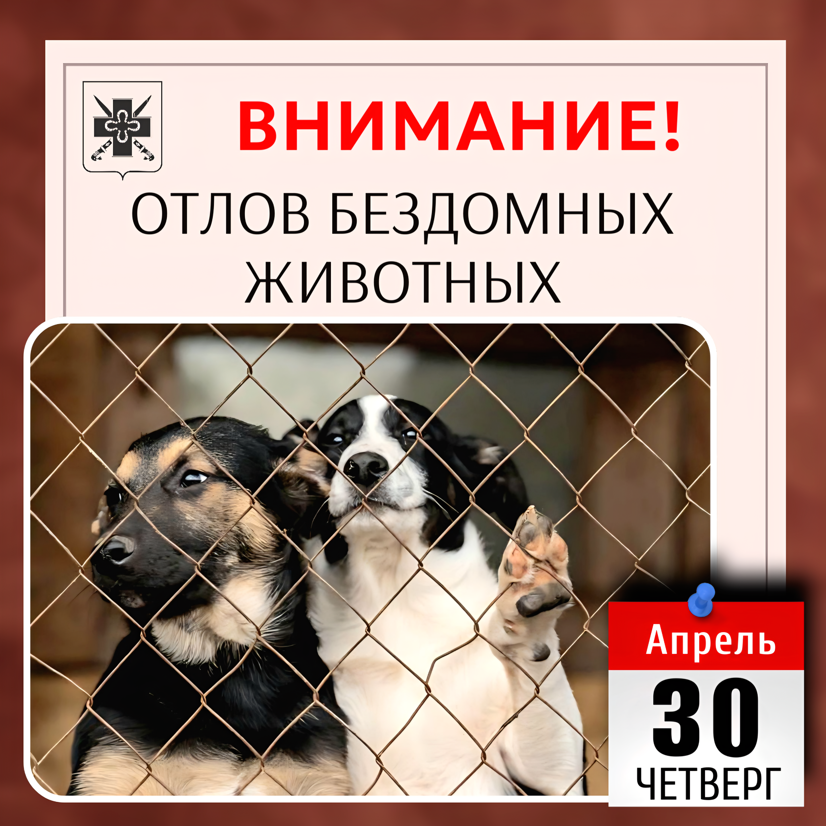 Внимание: отлов безнадзорных животных!