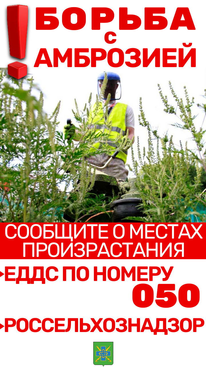 Амброзия - угроза для здоровья и сельского хозяйства. Как бороться с сорняком?