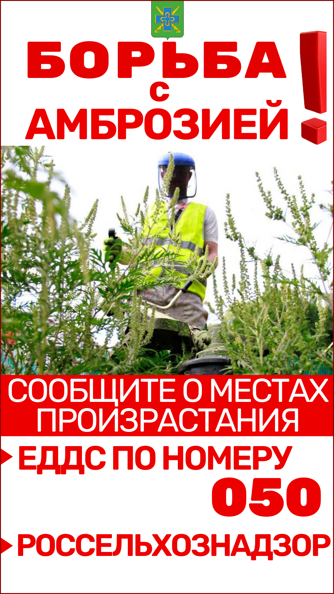 Внимание, жители Динского района! Опасный враг на наших участках – Амброзия полыннолистная!