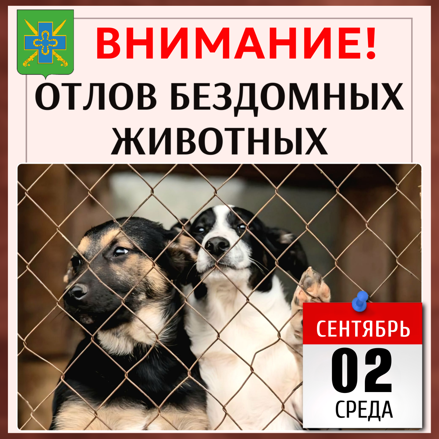 Внимание: отлов безнадзорных животных!