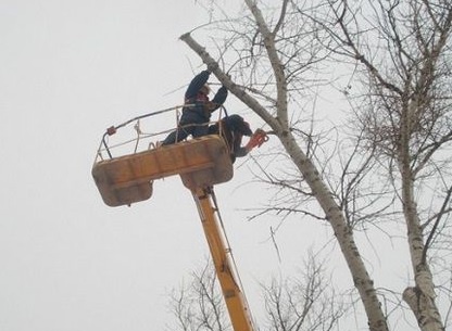 Вырубка многолетних насаждений тутовника.