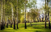Березки для школьников Динского района