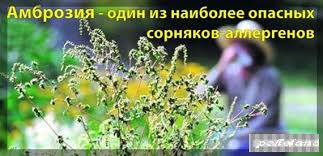 Не допустить цветения амброзии