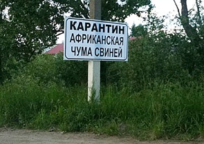 В Динском районе обнаружен вирус АЧС