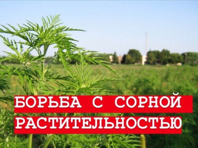 Уважаемые жители Старомышастовского сельского поселения!