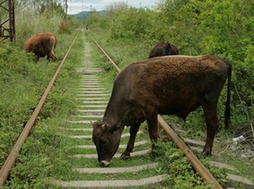 Уважаемые жители станицы Старомышастовской! ПРАВИЛА ВЫПАСА СКОТА ВБЛИЗИ ЖЕЛЕЗНОЙ ДОРОГИ